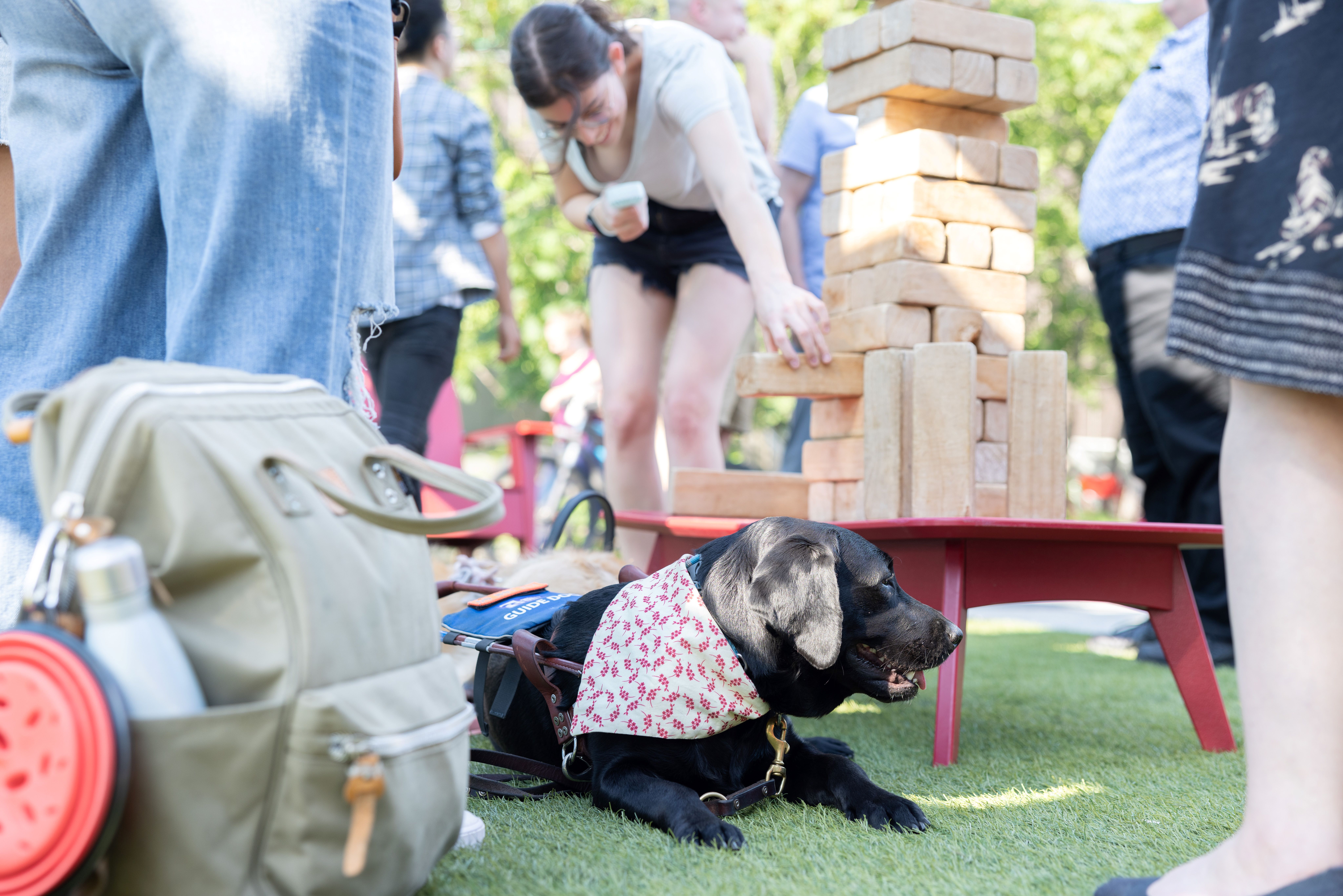 A black Labrador guide dog rests in front of a table where someone is playing extra large Jenga