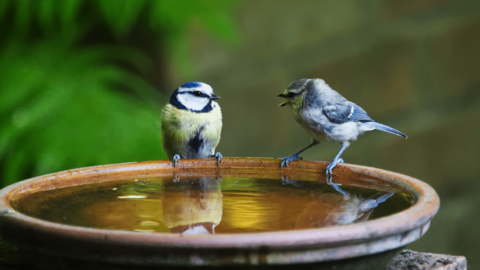 Two birds on a birdbath