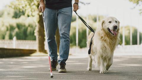 a man walking with a service dog