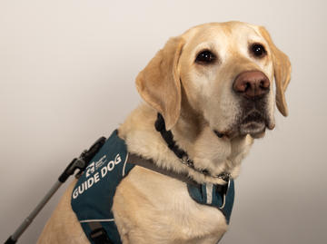 A yellow Labrador named Badger